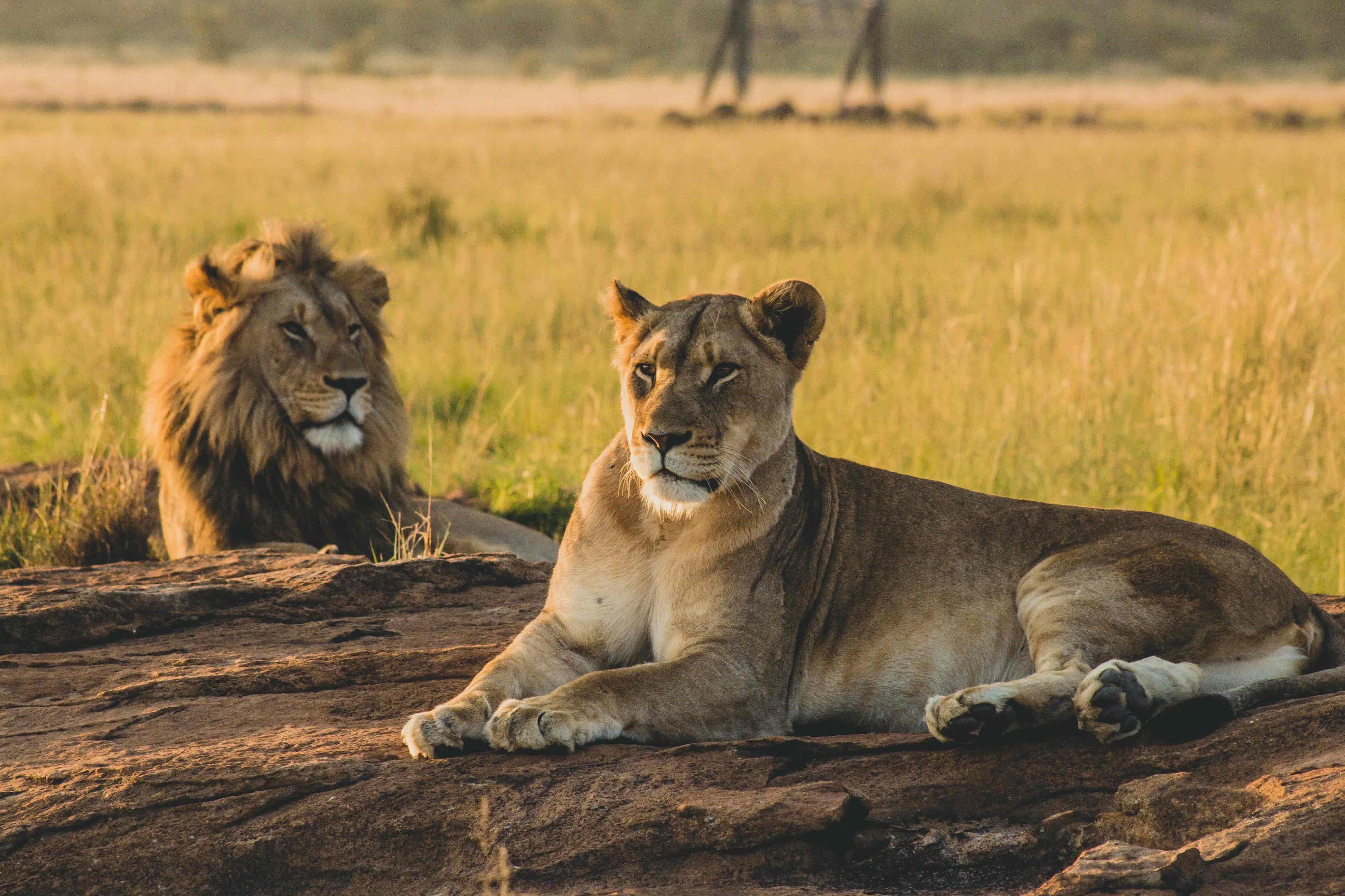 Lion in East Afrika