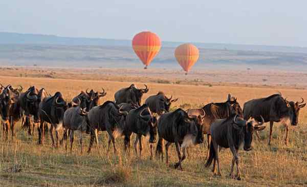 Wildebeest Migration in East Afrika